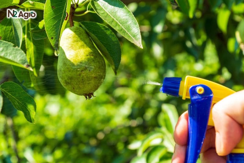 Cách tăng năng suất cây trồng cho cây ăn trái để đạt vụ mùa bội thu Các yếu tố ảnh hướng đến năng suất cây trồng, yếu tố kỹ thuật - phòng trừ sâu bệnh