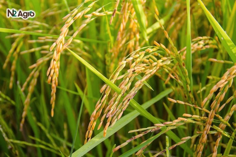 Tăng sức sống cây trồng với những bí quyết dinh dưỡng tự nhiên Cơ chế hấp thụ dinh dưỡng giúp tăng sức sống ở cây hấp thụ qua đường lá