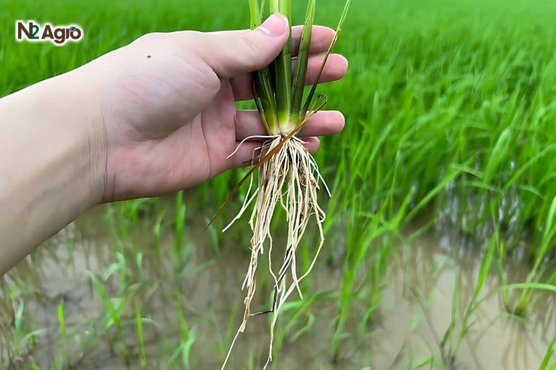Tăng sức sống cây trồng với những bí quyết dinh dưỡng tự nhiên Cơ chế hấp thụ dinh dưỡng giúp tăng sức sống ở cây qua đường rễ