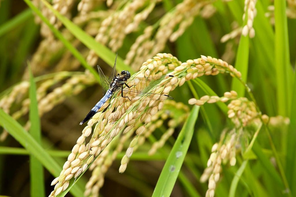Bền vững từ gốc, xanh từ đất, thân thiện với môi trường