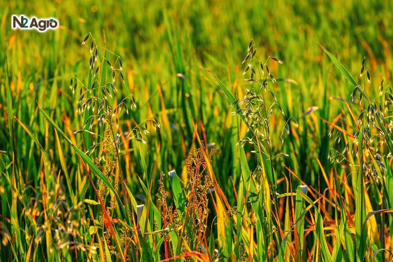 Bí quyết giúp cây lúa cứng cáp, khỏe mạnh và ít sâu bệnh N2 Agro