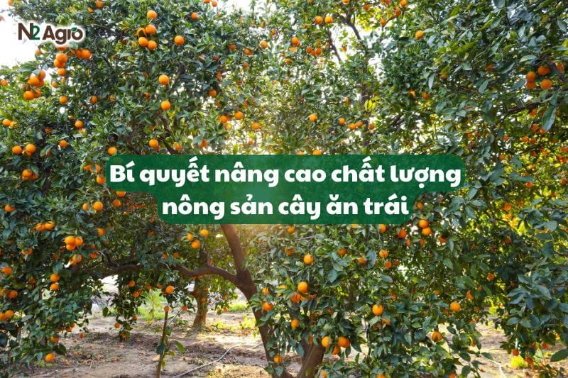 Bí quyết nâng cao chất lượng nông sản cây ăn trái-N2 Agro