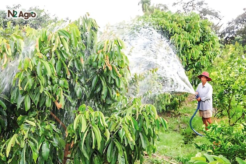 Bí quyết nâng cao chất lượng nông sản cây ăn trái Bí quyết nâng cao chất lượng nông sản cây ăn trái - Tưới nước đều đặn, sạch, không nhiễm mặn hay hóa chất độc hại để cây phát triển an toàn