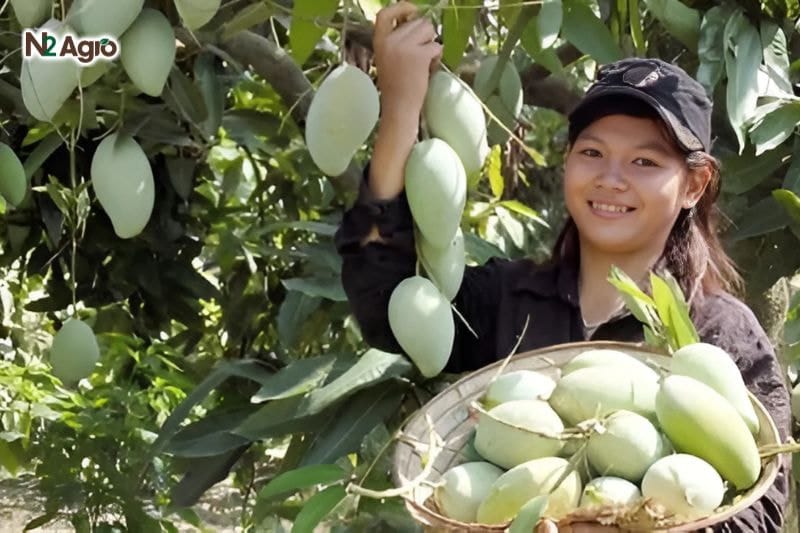 Bí quyết nâng cao chất lượng nông sản cây ăn trái Bí quyết nang cao chất lượng nông sản cây ăn trái - Kỹ thuật canh tác thu hoạch và bảo quản cây ăn trái