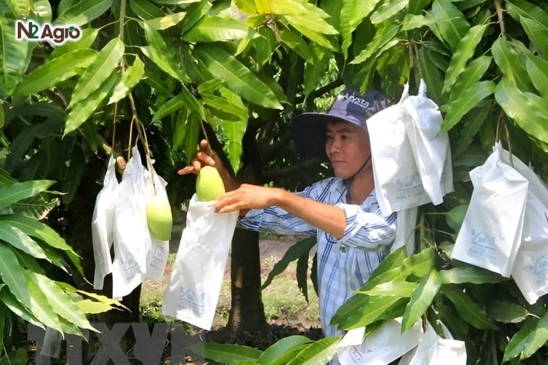 Bí quyết nâng cao chất lượng nông sản cây ăn trái Bí quyết nâng cao chất lượng nông sản cây ăn trái - Bao trái để nâng cao giá trị sản phẩm