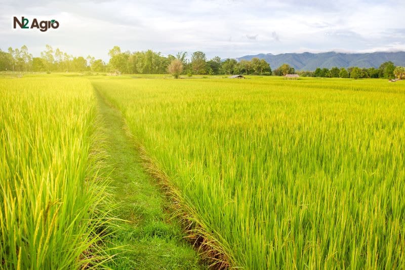 Bí quyết tạo mầm hoa cho cây lúa khỏe mạnh, năng suất cao Bí quyết tạo mầm hoa cho cây lúa khỏe mạnh, năng suất cao N2 Agro