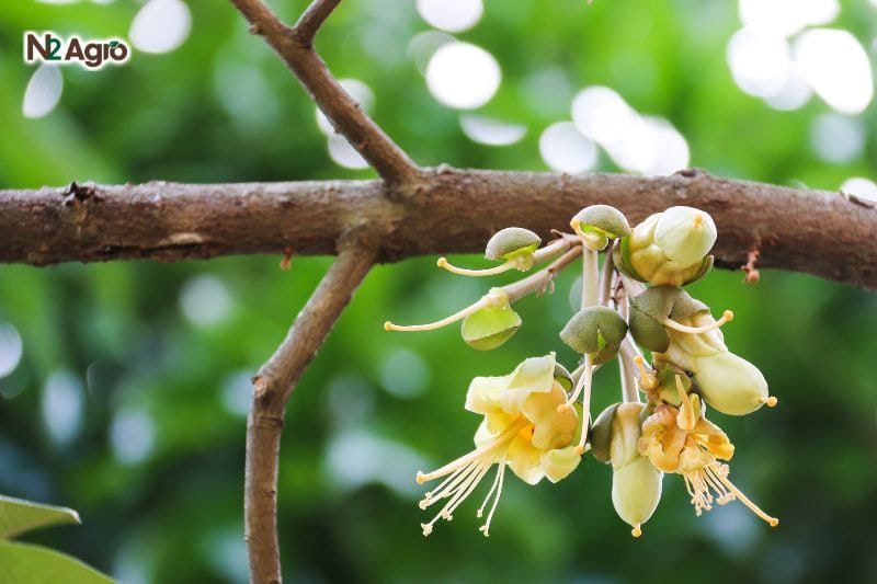 Các giải pháp giúp cây sầu riêng ra hoa đúng thời điểm Các giải pháp giúp cây sầu riêng ra hoa đúng thời điểm