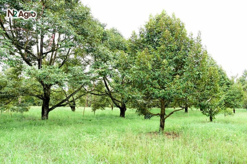 Các giải pháp giúp cây sầu riêng ra hoa đúng thời điểm Các giải pháp giúp cây sầu riêng ra hoa đúng thời điểm