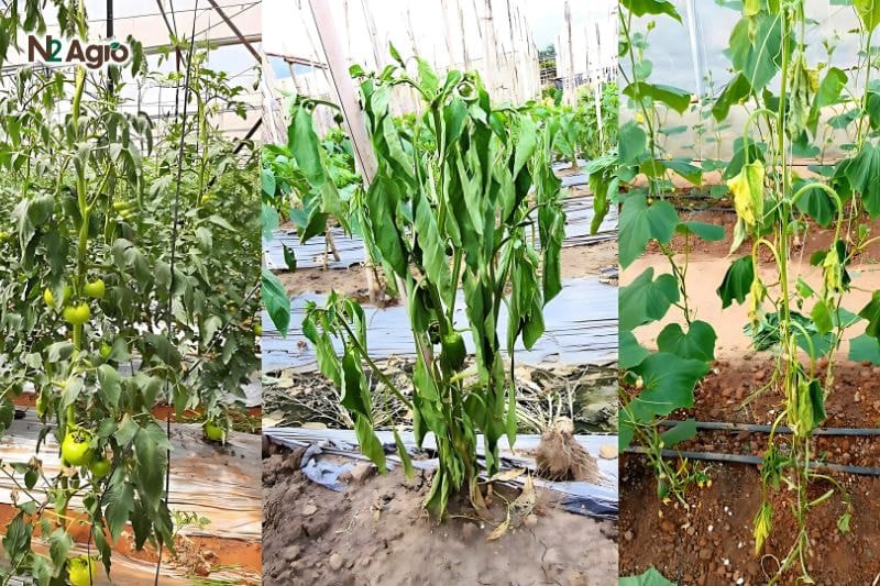 Cách tăng khả năng phục hồi cây trồng sau khi phun thuốc bảo vệ thực vật Triệu chứng ngộ độc cấp tính sau khi phun thuốc bảo vệ thực vật gây héo úa ở cây