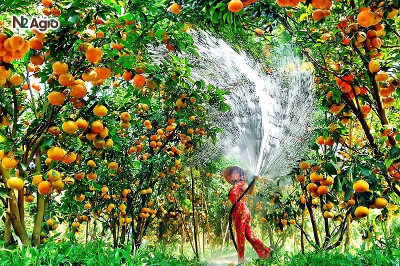 Cách tăng khả năng phục hồi cây trồng sau khi phun thuốc bảo vệ thực vật Các biện pháp tăng khả năng phục hồi cho cây trồng sử dụng biện pháp thủ công tưới nước bằng nước sạch