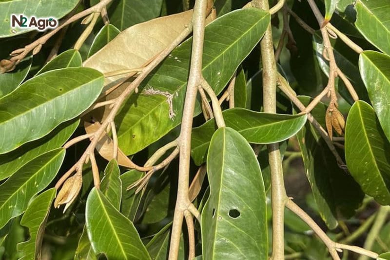 Chặn đọt sầu riêng – mẹo nhỏ giúp tăng sản lượng và chất lượng trái