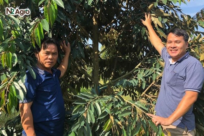 Chặn đọt sầu riêng – mẹo nhỏ giúp tăng sản lượng và chất lượng trái Chặn đọt sầu riêng - mẹo nhỏ giúp tăng sản lượng và chất lượng trái