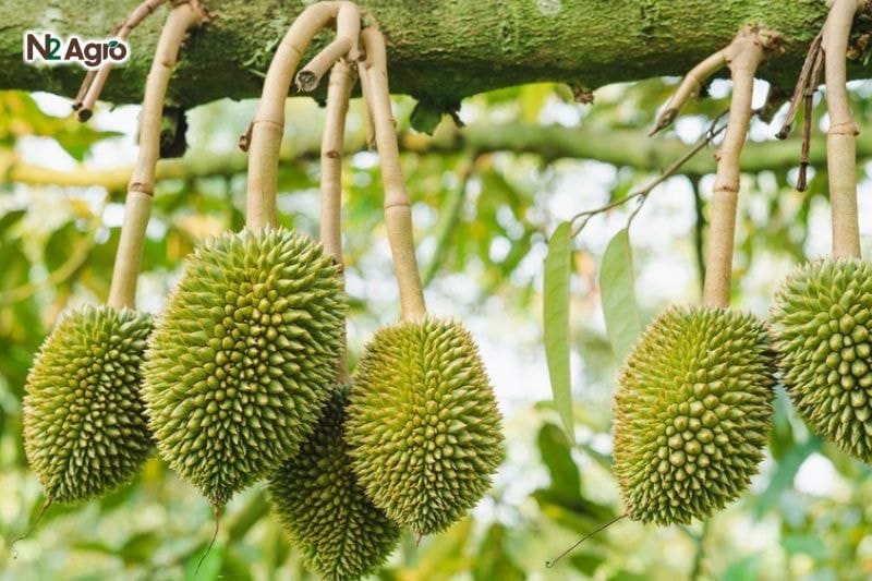 Chặn đọt sầu riêng – mẹo nhỏ giúp tăng sản lượng và chất lượng trái Chặn đọt sầu riêng - mẹo nhỏ giúp tăng sản lượng và chất lượng trái