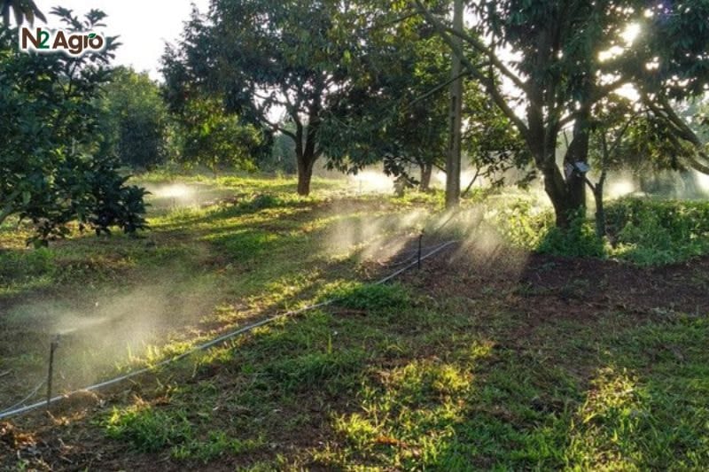 Chặn đọt sầu riêng – mẹo nhỏ giúp tăng sản lượng và chất lượng trái Chặn đọt sầu riêng - mẹo nhỏ giúp tăng sản lượng và chất lượng trái