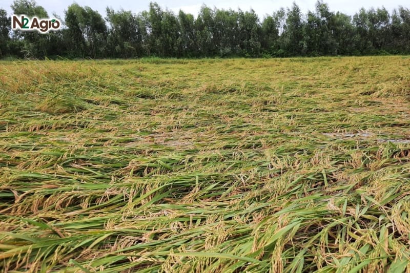 Biện pháp tăng cứng cây, giảm đổ ngã ở cây lúa Biện pháp tăng cứng cây, giảm đổ ngã ở cây lúa N2 Agro