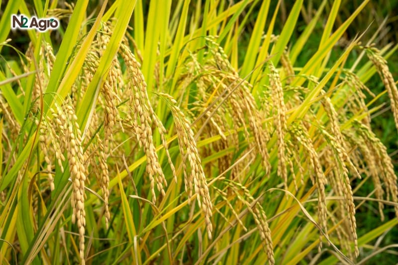 Biện pháp tăng cứng cây, giảm đổ ngã ở cây lúa Biện pháp tăng cứng cây, giảm đổ ngã ở cây lúa N2 Agro
