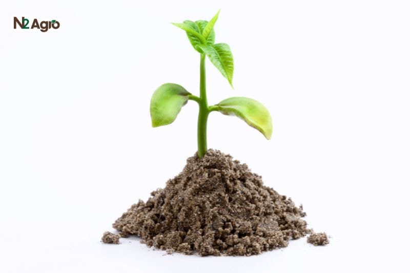 Phương pháp bảo vệ và kích thích rễ cây trong điều kiện hạn hán Phương pháp bảo vệ và kích thích rễ cây trong điều kiện hạn hán N2 Agro