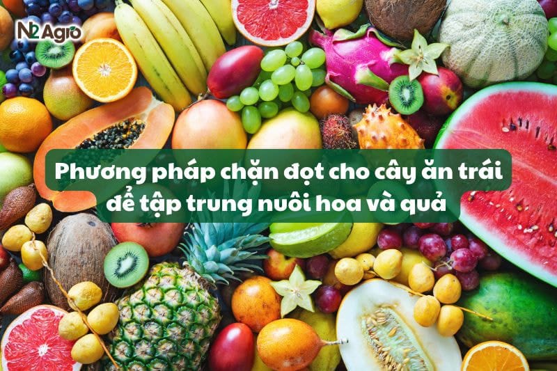 Phương pháp chặn đọt cho cây ăn trái để tập trung nuôi hoa và quả