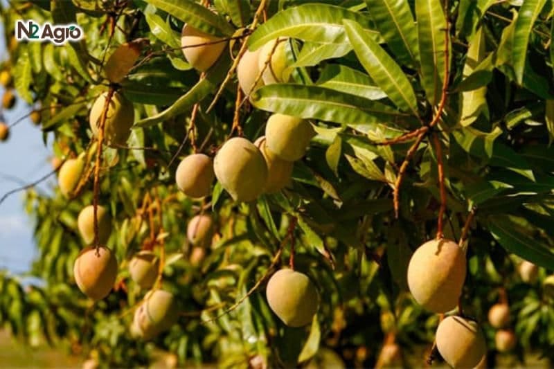 Kỹ thuật chọn giống xây Xoài chuẩn xác ky-thuat-chon-giong-cay-xoai