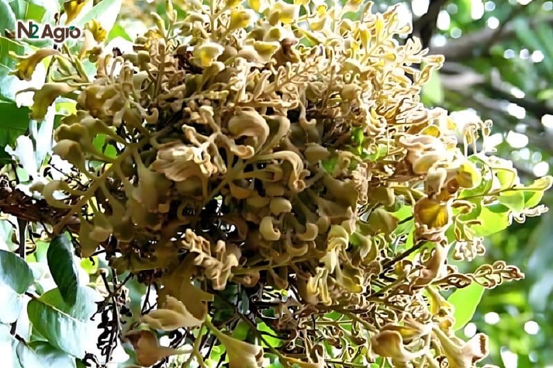 Bệnh chổi rồng cây nhãn: phương pháp xử lý hiệu quả