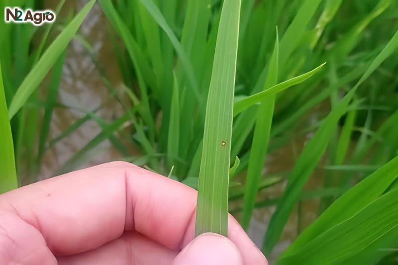 Bệnh đạo ôn lúa và cách phòng bệnh benh-dao-on-lua