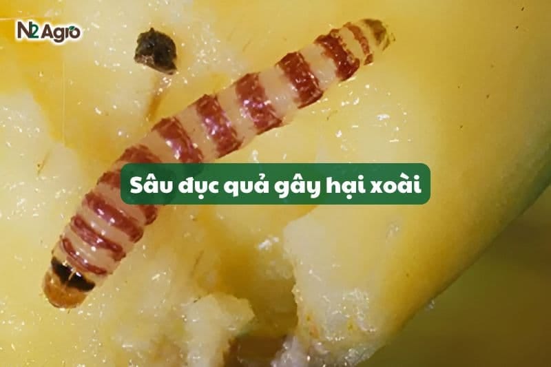 sau-duc-qua-xoai