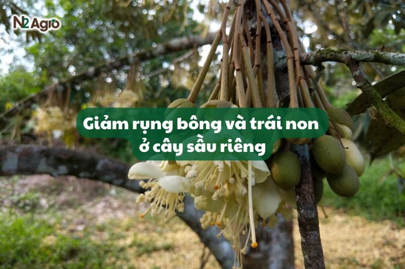 giam-rung-bong-va-trai-non-tren-sau-rieng