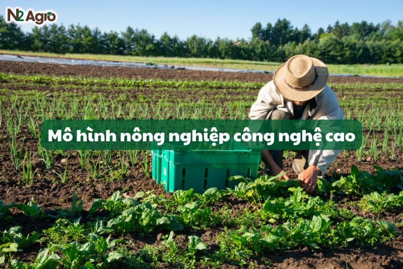 mo-hinh-nong-nghiep-cong-nghe-cao