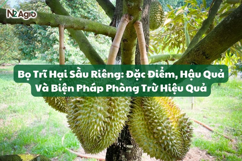 Bọ Trĩ Hại Sầu Riêng: Đặc Điểm, Hậu Quả Và Biện Pháp Phòng Trừ Hiệu Quả N2 Agro