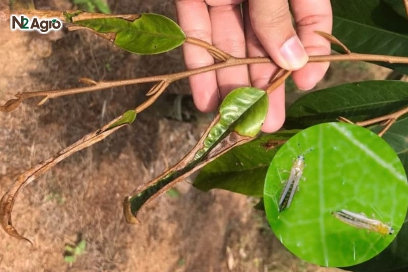 Bọ Trĩ Hại Sầu Riêng: Đặc Điểm, Hậu Quả Và Biện Pháp Phòng Trừ Hiệu Quả Bọ Trĩ Hại Sầu Riêng: Đặc Điểm, Hậu Quả Và Biện Pháp Phòng Trừ Hiệu Quả N2 Agro