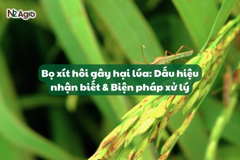 bọ xít hạil lúa dấu hiệu nhận biệt và biện pháp-N2 Agro