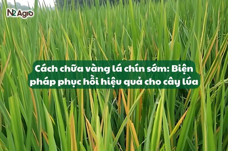 Cách chữa vàng lá chín sớm biện pháp phục hồi hiệu quả-N2 Agro