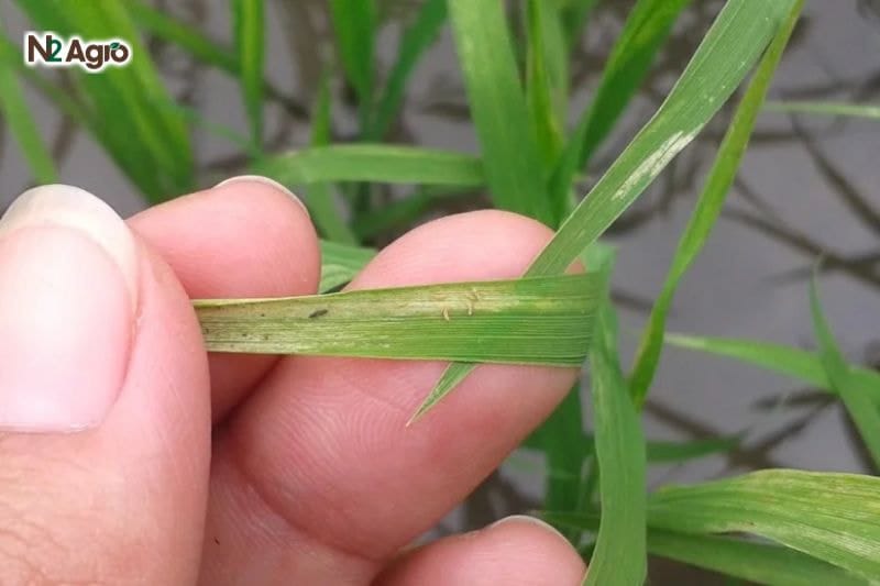 Cách diệt bọ trĩ hại lúa: Phương pháp tự nhiên và hóa học Tổn thương ở lá và đọt non khiến cây không phát triển bình thường, dẫn đến còi cọc