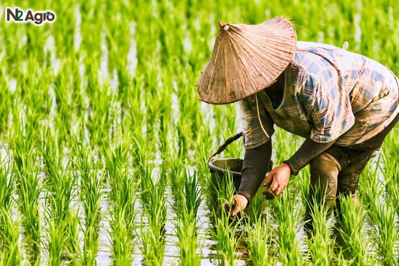 Bệnh khô vằn lúa – Phòng trừ hiệu quả cach-phong-tri-kho-van-lua