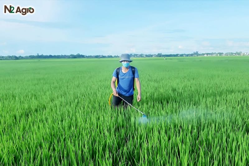 Bệnh khô vằn lúa – Phòng trừ hiệu quả cach-phong-tri-benh-kho-van-lua-hieu-qua