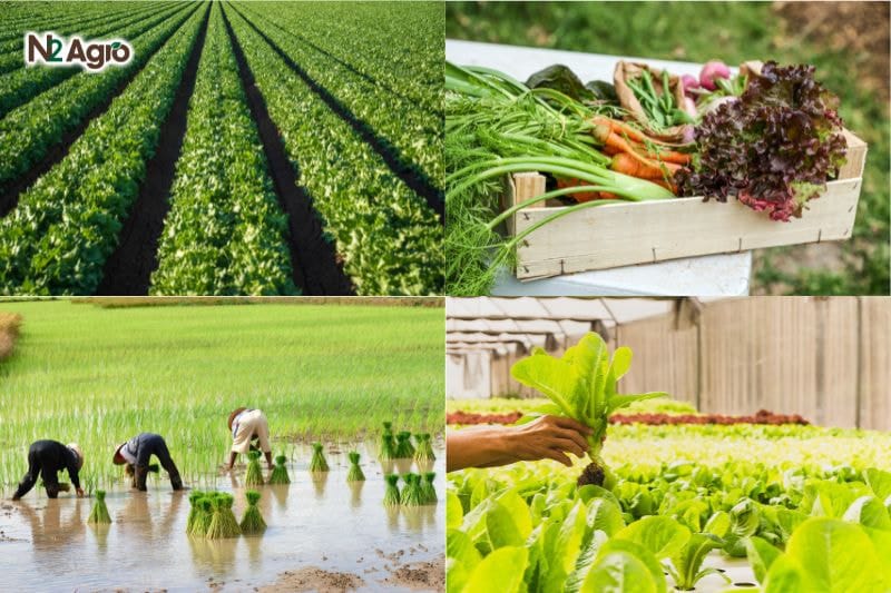 Canh tác hữu cơ – Hướng đi bền vững cho nông nghiệp hiện đại Canh tác hữu cơ - Hướng đi bền vững cho nông nghiệp hiện đại