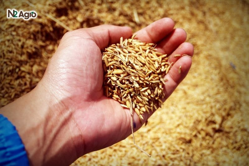 Chọn giống lúa đúng kỹ thuật CHỌN GIỐNG LÚA ĐÚNG KỸ THUẬT