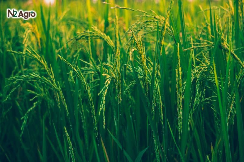 Chọn giống lúa đúng kỹ thuật CHỌN GIỐNG LÚA ĐÚNG KỸ THUẬT