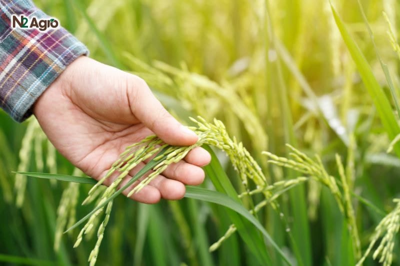 Chọn giống lúa đúng kỹ thuật CHỌN GIỐNG LÚA ĐÚNG KỸ THUẬT