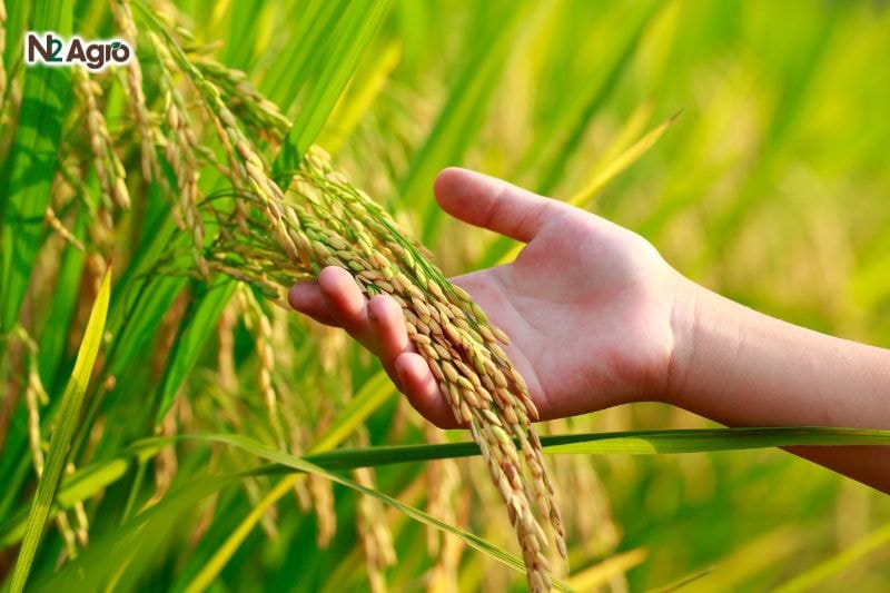 Chọn giống lúa đúng kỹ thuật CHỌN GIỐNG LÚA ĐÚNG KỸ THUẬT