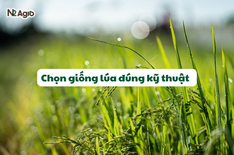 CHỌN GIỐNG LÚA ĐÚNG KỸ THUẬT