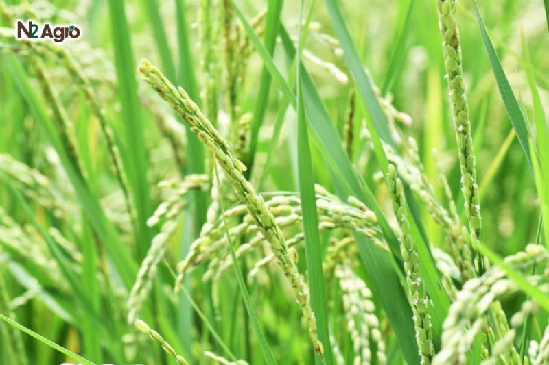 Giai đoạn làm đòng trên cây lúa - Bước quan trọng để đạt năng suất cao