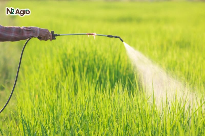 Giai đoạn làm đòng trên cây lúa - Bước quan trọng để đạt năng suất cao