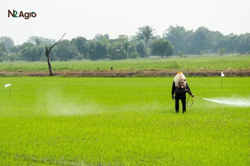 Giai đoạn làm đòng trên cây lúa - Bước quan trọng để đạt năng suất cao