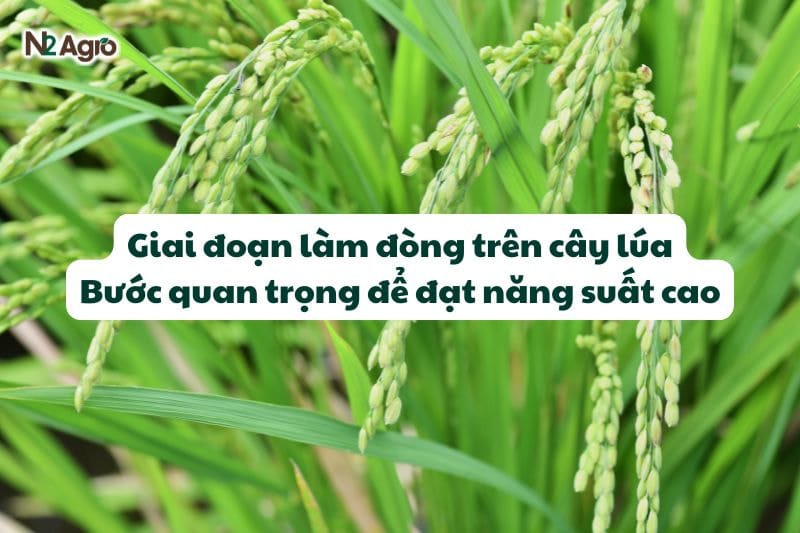 Giai đoạn làm đòng trên cây lúa - Bước quan trọng để đạt năng suất cao