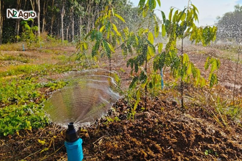 Hướng dẫn kỹ thuật trồng sầu riêng: Cho năng suất cao, chất lượng tốt Kỹ thuật trồng sầu riêng chăm sóc cây sầu riêng cần sự tỉ mỉ từ việc tưới nước