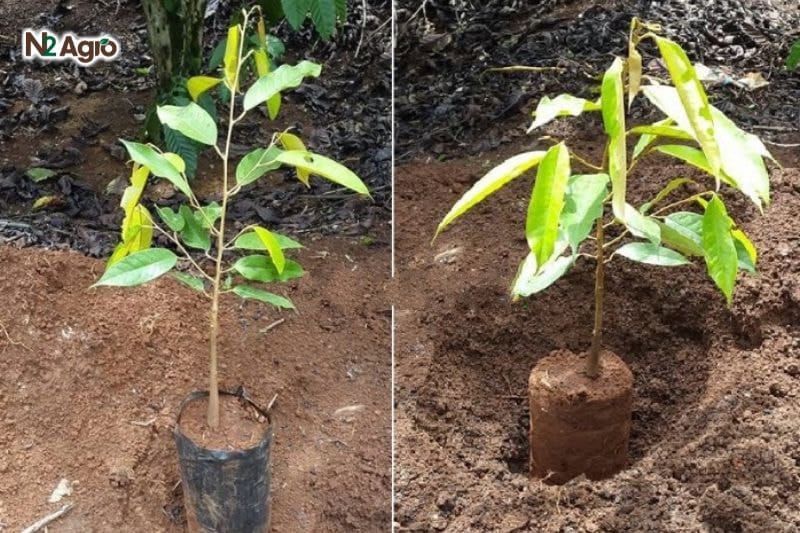Hướng dẫn kỹ thuật trồng sầu riêng: Cho năng suất cao, chất lượng tốt Kỹ thuật trồng sầu riêng trồng cây con vào hố và giữ cây thẳng đứng