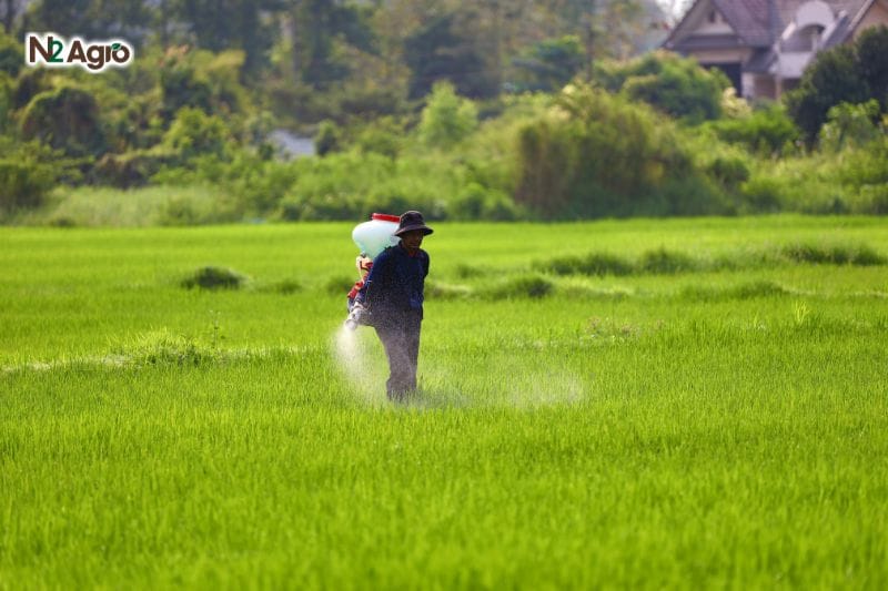 Khám phá sinh lý cây lúa để tối ưu hóa kỹ thuật canh tác Khám phá sinh lý cây lúa để tối ưu hóa kỹ thuật canh tác N2 Agro