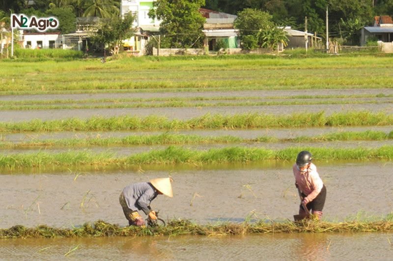 Lúa bị thối rễ – Nguyên nhân, tác hại và cách phòng trừ Lúa bị thối rễ – Nguyên nhân, tác hại và cách phòng trừ