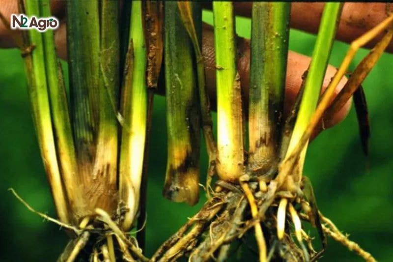 Lúa bị thối rễ – Nguyên nhân, tác hại và cách phòng trừ Lúa bị thối rễ – Nguyên nhân, tác hại và cách phòng trừ
